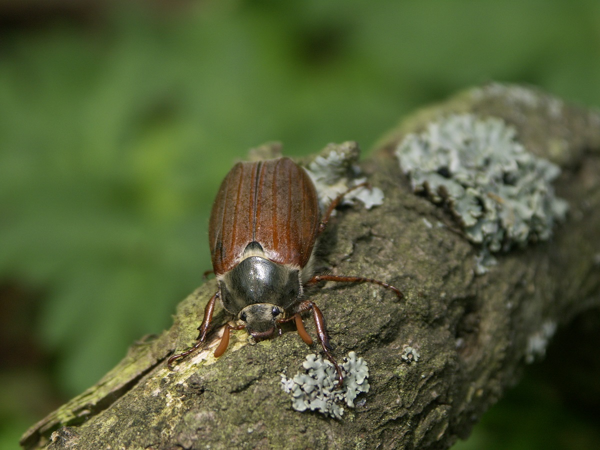 Sentier botanique de Coye-la-Forêt