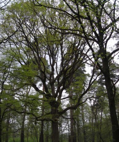 Sentier botanique de Coye-la-Forêt
